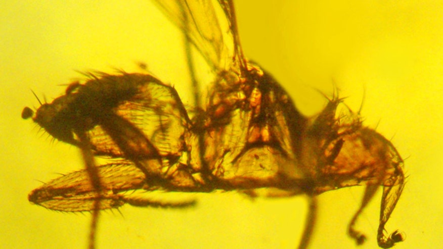 vampire bat fly in amber.jpg